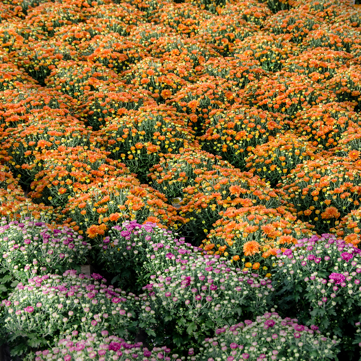 A field of Mums.