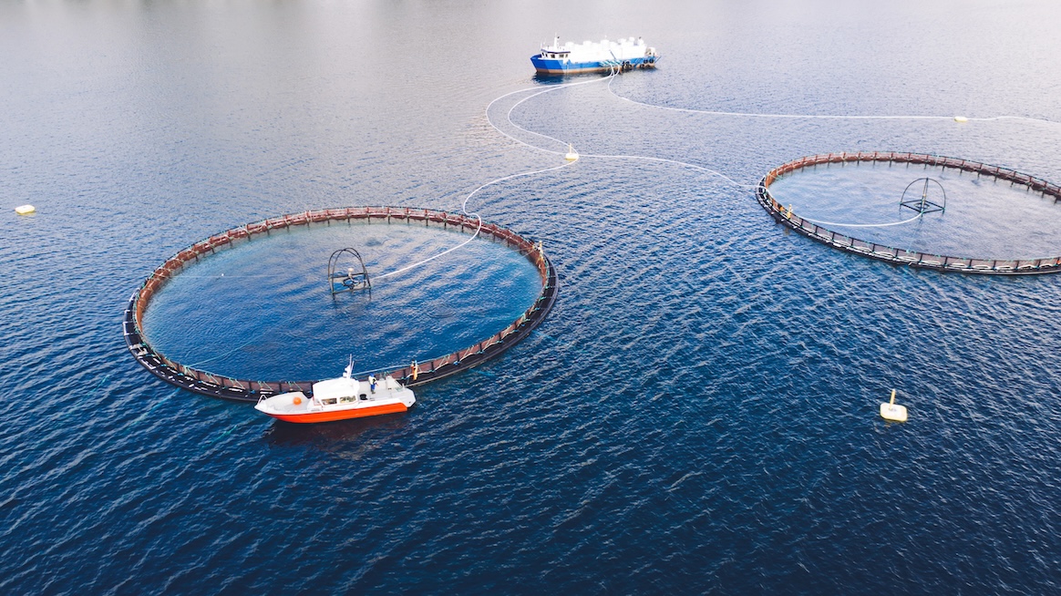 Salmon fish farming in Norway sea. Food industry, traditional craft production, environmental conservation. Aerial view of round mesh for growing and catching fish in arctic water surrounded by fjords.